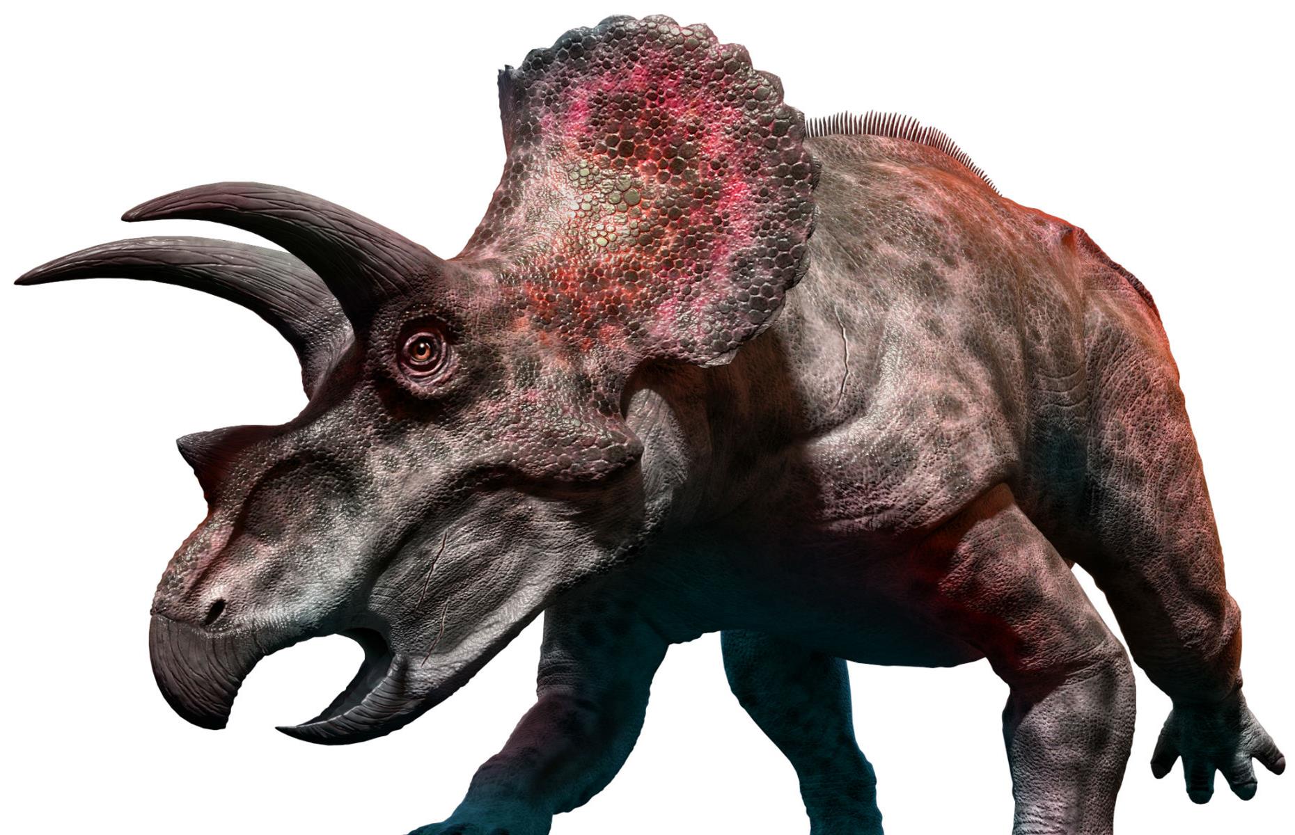 Triceratops skull: $331,400 (£270.4k)